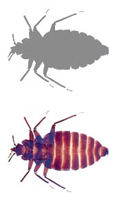 canine bed bug detection photo of bed bug