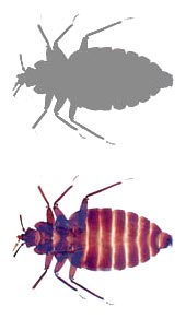 Bed Bug Control