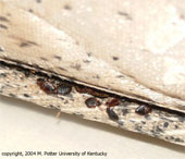 bed bug symptoms