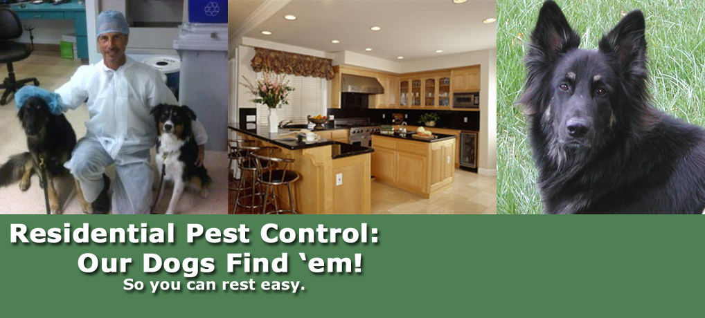 Residential Pest Control