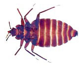 Can We Share a Cab? Said the Bed Bug. Can We Share a Cab? Said the Bed Bug.